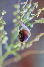 Small snails on a summer meadow, Saxony, Germany, Europe