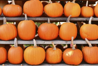 Many large Halloween 'Ghostride' pumpkins on shelves