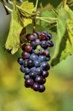 Red grapes on a vine shortly in front of harvest, near Durbach, Ortenaukreis, Black Forest,