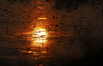 Morning atmosphere, sunrise, water, reflection, Lower Austria