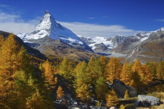 Matterhorn and larches, Valais, Switzerland, Locked for calendar cover 2021, German-speaking area,