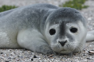 Common harbor seal (Phoca vitulina), howler, young resting on the beach, Lower Saxony Wadden Sea