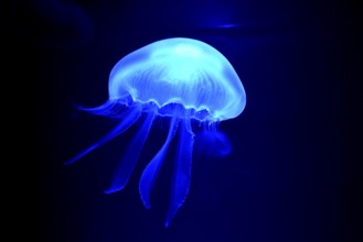 Moon Jelly (Aurelia aurita), Palma Aquarium, Palma de Mallorca, Majorca, Balearic Islands, Spain,