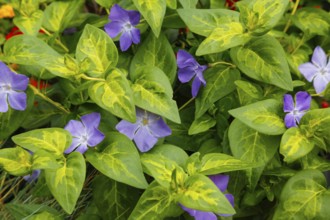 Periwinkle (Vinca), close-up of purple flowers, green leaves, hardy ground cover, garden, bed,