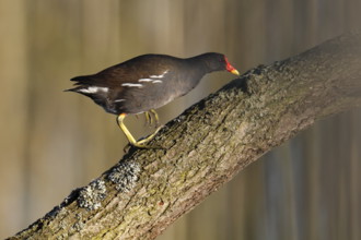 Moorhen (Gallinula chloropus), single animal on a branch against a blurred background,