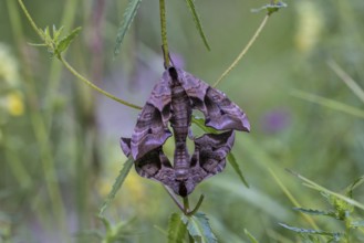 Eyed Hawk-Moths (Smerinthus ocellata), mating, Upper Austria, Austria, Europe