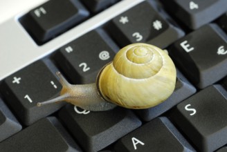 Snail on keyboard of computer, slow internet, slowness, slow, snail pace