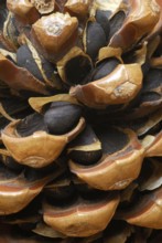 Stone Pinecores (Pinus pinea) in cones