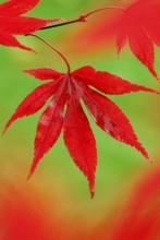 Downy Japanese Maple (Acer japonicum) , leaf