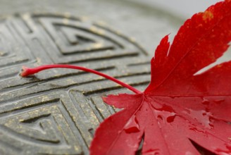 Japanese (Detail) maple, leaf, and Japanese stone sign, sign in stone, esotericism, close up,