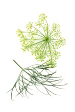 Dill (Anethum graveolens) dill