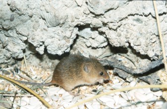 Old World Harvest Mouse, Eurasian harvest mouse (Micromys minutus) (Europe) (asia) (mammals)