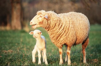 Domestic sheep with lamb, sheep, sheep