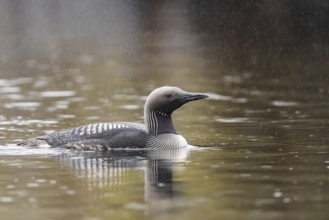 Black-throated loon (Gavia arctica) in rain in the water, Finnmark, Sweden, Europe