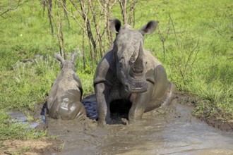 White rhinoceroses (Ceratotherium simum), female and young, taking a mud bath, Sabi Sabi Game