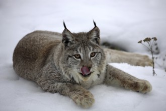 Eurasian lynx (Lynx lynx)