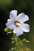 Rose of sharon (Hibiscus syriacus)