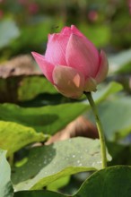 Indian Lotus (Nelumbo nucifera), Kota Kinabalu, Sabah, Borneo, Malaysia, Asia