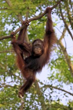 Young Borneo Orang-utan, Sabah, Borneo, Malaysia (Pongo pygmaeus pygmaeus)