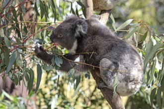 Koala (Phascolarctos cinereus), South Australia