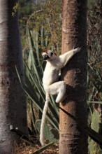 Verreaux's verreaux's sifaka (Propithecus verreauxi), Berenty Reserve, Madagascar, Africa