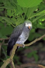 Timneh Grey Parrot, South Africa, African Grey Parrot (Psittacus erithacus timneh), Africa