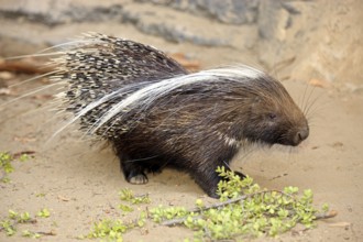 Cape Porcupine (Hystrix africaeaustralis), South Africa, Africa