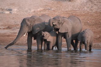 African Elephants (Loxodonta africana), Chobe national park, Botswana, Africa