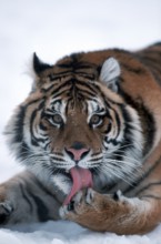 Siberian tiger (Panthera tigris altaica)