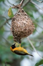 Lesser Masked Weaver (Ploceus intermedius), male building nest, Kruger national park, South Africa,