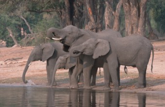 African elephants (Loxodonta africana) with calf, drinking, Chobe National Park, viewable,