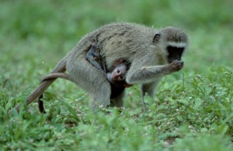 Grass Monkeys, female with young, Kruger national park, South Africa (Cercopithecus aethiops)