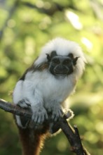 Cotton-topped Tamarin (Saguinus oedipus)