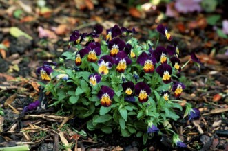 Horned pansy (Viola cornuta)