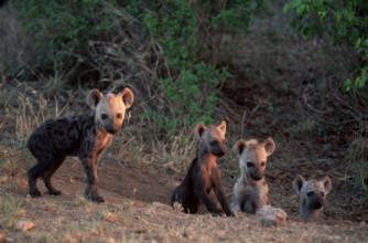 Spotted Hyaenas, cubs at den, Kruger National Park, South Africa (Crocuta crocuta), Tuepfelhyaenen,