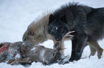 Wolves with deer carcass, gray wolves (Canis lupus) with deer carcass