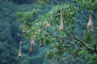 Crested Oropendola (Psarocolius decumanus) colony, Trinidad