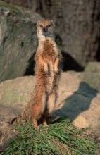 Yellow yellow mongoose (Cynictis penicillata)