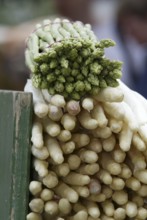 Asparagus (Asparagus officinalis), green and white