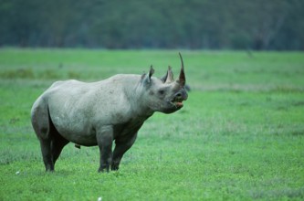 Black Rhinoceros (Diceros bicornis), Ngorongoro, Tanzania, Africa