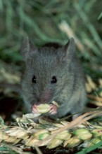 House Mouse (Mus musculus) eating grain, Germany, Europe