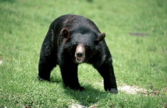 Asian black bear (Ursus thibetanus) (Selenarctos thibetanus)