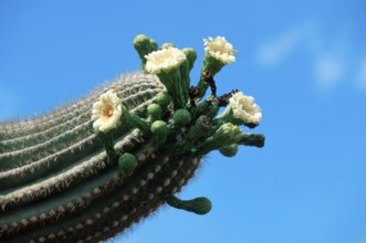 Saguaro (Carnegiea gigantea), Arizona (Cereus giganteus), USA, North America