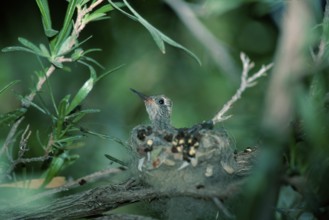 Young Costa's Hummingbird in nest, Sonora desert, Arizona, USA (Calypte costae), side