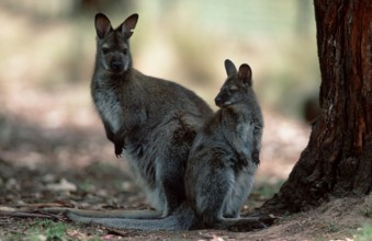 Common Wallaroo (Macropus robustus) with young, Australia, Oceania