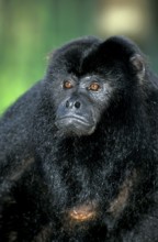 Black howler (Alouatta caraya), male