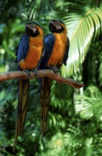 Blue-and-Yellow Macaws, pair, Gelbbrustaras, Paar, Blue-and-Gold Macaw (Ara ararauna)