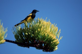 Scott's Oriole, Sonoran Desert, Arizona, USA (Icterus parisorum), Scott's Trupial, Sonoran Desert,