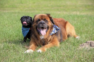 Germanic Bear Dog and Pug, Germanic Bear Dog, Neckerchief