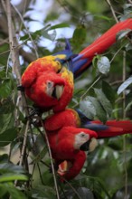 Scarlet macaw (Ara macao), Honduras, Central America